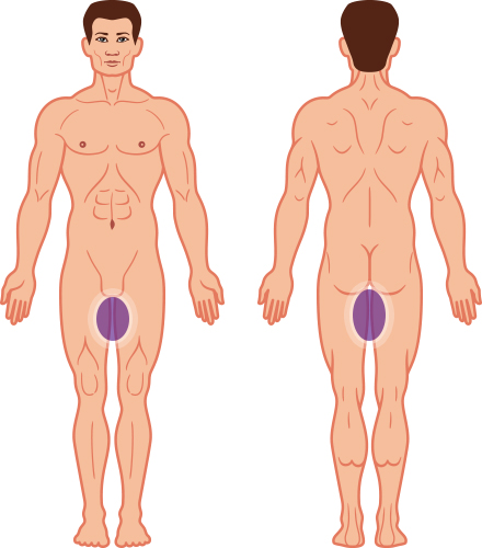 Inner Thighs
